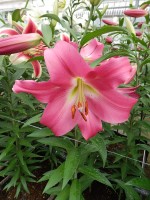 [5185 Competition VWS No02.JPG]